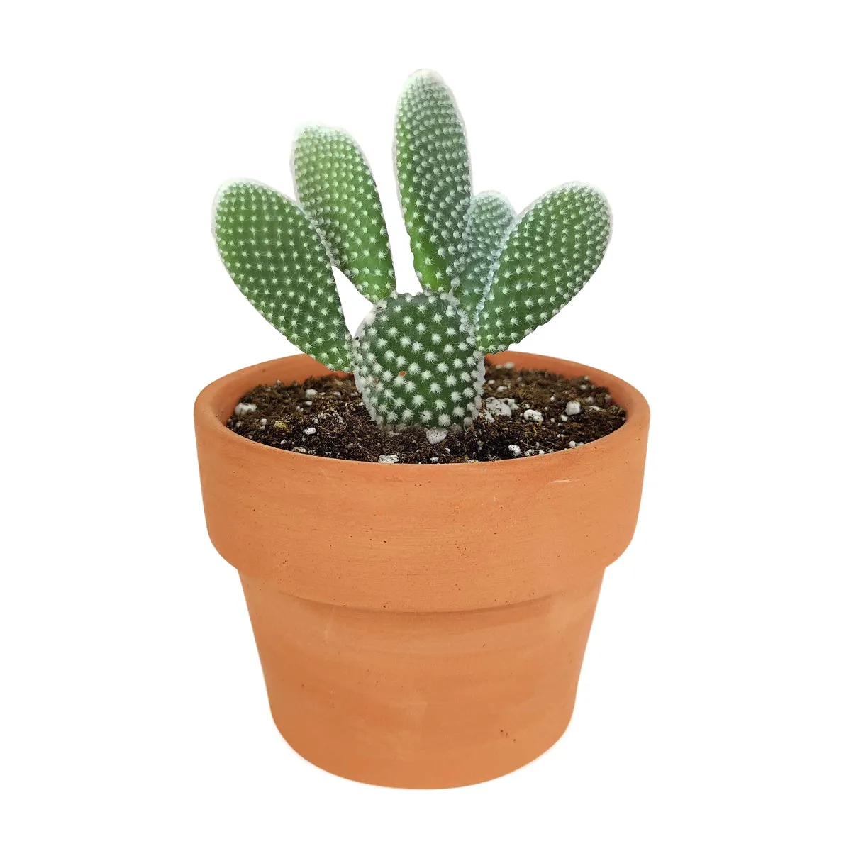 Bunny Ear Cactus